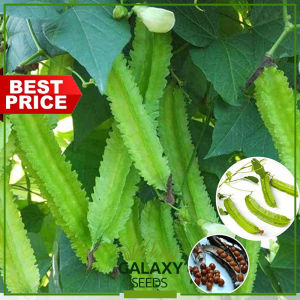"GalaxySeeds" Winged Beans Seeds for Planting Vegetable Plants (5 Seed) Including fertilizer - Sigarilyas turay Plant