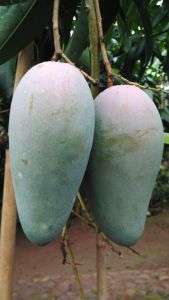 Bibit Tanaman Buah Mangga Kiojay Stek Okulasi Super Unggul Rajin Berbuah Siap Tanam