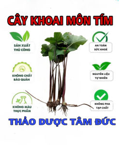 cây khoai môn tím giống trồng thủy sinh