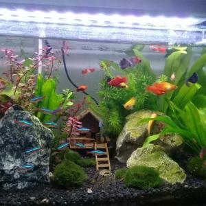 2pcs loài bò sát terrariums NƠI ẨN NÁU đa chức năng loài bò sát vật nuôi môi trường sống đồ trang trí cho cân bằng bể cá hệ sinh thái