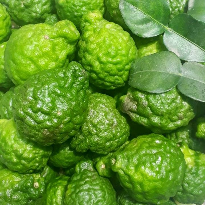 Trái chúc, trái chanh thái, kaffir lime fruit 1kg có đơn mới hái