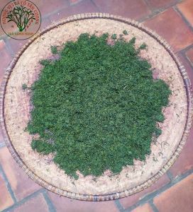 1kg Trà Bắc Sạch Đặc Sản Tân Cương Thái Nguyên ( Tặng Kèm Túi Xách )