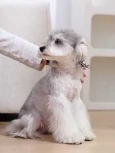 Pet Dog And Cat Collar Leash Harnesse New For Small And Medium-Sized Dogs Bubble Foam Leash Dopamine Dog Saddle Harness Wholesale2026