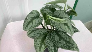 พลูด่าง พลูหัวใจ แนบพลูเลื้อย พลูแปลก ไม้เลื้อย หัวใจ แนบไม้ร่ม