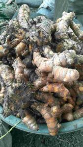 TEMULAWAK SEGER 1KG / TEMULAWAK ORGANIK
