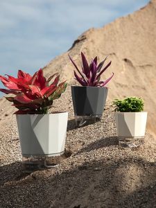 【SG Stock】Self-Watering Planter with Transparent Base Automatic Water Absorbing Flower Pot for Indoor Plants