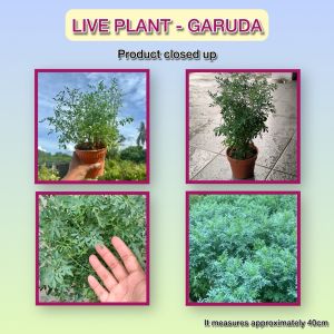 Garuda Plant Hardy Garden Herb with Drainage Pot | Pokok Garuda Lasak Bersama Pasu Saliran | 芸香耐旱盆栽附排水孔