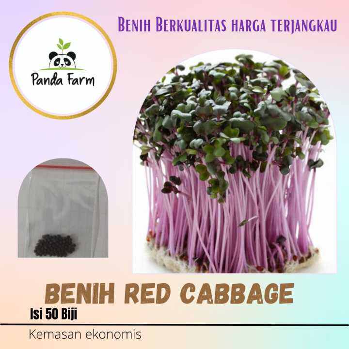 Benih Red Cabbage Sprout Kemasan Ekonomis Lazada Indonesia