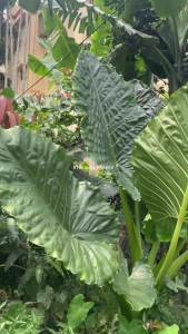 บอนกระดาด บอนยักษ์ บอน ต้นบอน ต้นไม้ฟอกอากาศ - บรรเทาประสบการณ์