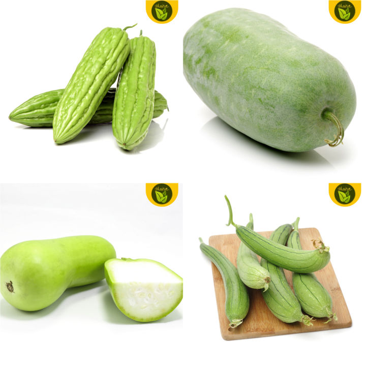 All in! 4 in 1 High Quality Vegetable Seeds: Upo Patola Ampalaya Kundol ...