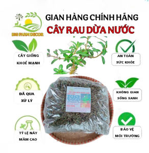 1kg cây rau dừa nước sấy khô