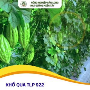 Gói 20g Hạt Giống Khổ qua TLP 922 ĐTV