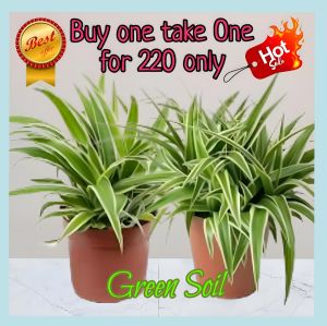 Spider Plant Live Plant – Easy to Grow Indoor Air Purifying Plant – Green Soil
