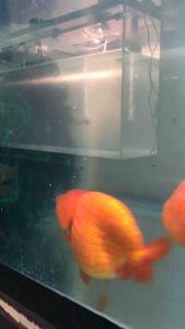 24K SPAWNING MOP FOR AQUATIC FISH BREEDING GOLDFISH/DANIOS/TETRAS/GUPPIES/KOI/ETC