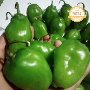 CABE GENDOT SEGAR 1 KG