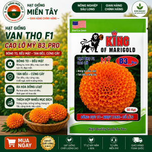 (Gói 50 hạt) Hạt Giống Hoa Vạn Thọ Mỹ KING SUTU B3 -Pro - cao lỡ - cam( bông to chắc- cổ mập )