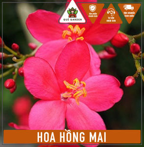 Cây Hoa Hồng Mai - Tổng thể tầm 30-40 cm - Hoa chịu nắng tốt!