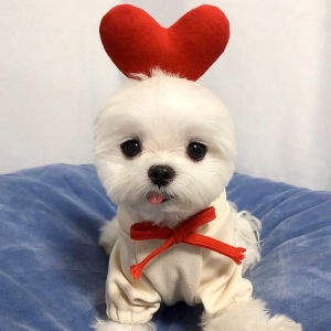 เสื้อผ้าสุนัข การตกแต่งเขากวาง มีเอกลักษณ์ ให้ความอบอุ่น วัสดุที่นุ่มและสบาย อุดมไปด้วยขนาดและคุณสมบัติ