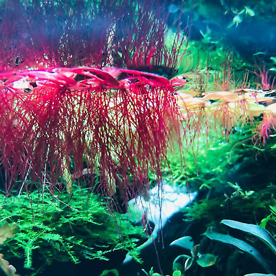 Phyllanthus fluitans Red Root Floater Floating Plant Aquascape