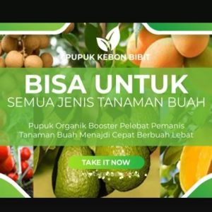 Pupuk Kebon Bibit Untuk Semua Tanaman 3x Lebih Cepat Berbuah Beli 1 Gratis 1