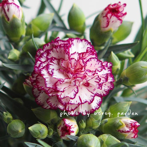 *Rare* Carnation Stripes Pico Flower Seeds - 20 seed Benih sayur sayuran Sesuai Untuk Pasuต้นไม้มงคล เมล็ดพันธุ์ผัก เมล็ดดอกไม้ ไม้ประดับ เมล็ดพันธุ์ ต้นไม้