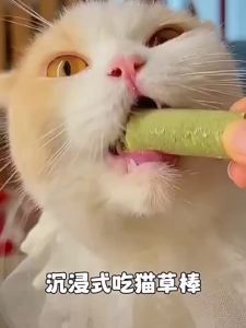 ขนมหญ้าแมว  กำจัดก้อนขน+ขัดฟัน ผลิตจากข้าวสาลี 60ราก/ถังปิดสนิท ปลอดภัยสำหรับแมวทุกวัย