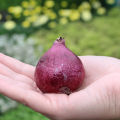 1 หัว ดอกไฮยาซินธ์ (Hyacinth) Bulbs ดอกไม้สื่อถึง ความน่ารักและความบริสุทธิ์ สายพันธุ์ Hyacinth Orientalis Shades of Blue. 