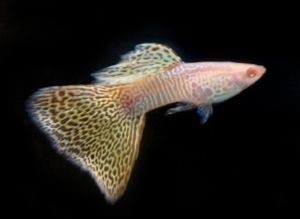 Gred A Guppy Wild Koi SB Ribbon/White Dragon/Albino Yellow King Cobra/Dumbo Koi SB/Dumbo White Tail/Wild Koi SB