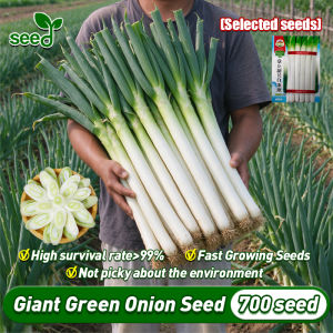 [Selected Seeds 700pcs] 100% Legit Giant Green Onion Seed Fast Harvest Spring Onion Seeds for Planting Hybrid Bunching Onion Variety Vegetable Seeds for Planting Scallion Vegetable Plants Seeds Onion Leek Seeds Real Plants Seeds Balcony Potted Bonsai Seed