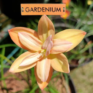 Umbi Bunga Rain Lily Yanti Chandra - Rainlily Zephyranthes Hybrid