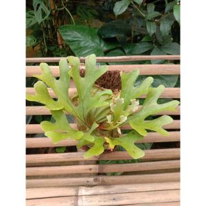 Sindo - Borneos Finest  Ridleys Staghorn Fern (Platycerium ridleyi)