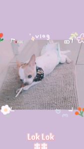 Lok Lok Dog Snack HOMEMADE