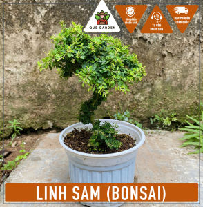 Cây Linh Sam (Bonsai) - Tổng thể tầm 20-30 cm - Trang trí bàn làm việc!