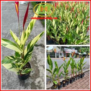 Cây chuối mỏ két lá var đột biến cây độc lạ với những chiếc hoa trông như những chú chim đang ngẩng cao đầu kiêu hãnh