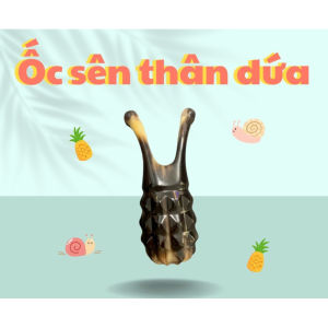 Ốc sên thân dứa massage bằng sừng dụng cụ ấn huyệt điện chuẩn khuyên người tiêu dùng