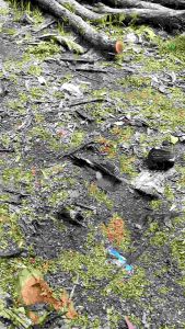 JARING PERKUTUT LOKAL: JARING BURUNG SIAP PAKAI & PIKAT BURUNG KUTUT