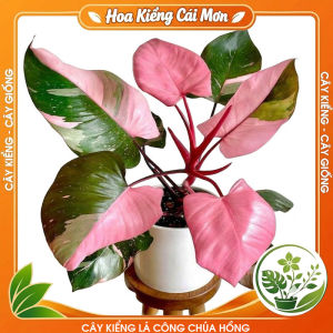 Cây Kiểng Lá Công Chúa Hồng - Cây Cảnh Đẹp Sang Trọng Dễ Trồng Trang Trí Nhà Cửa Ban Công Sân Vườn Văn Phòng