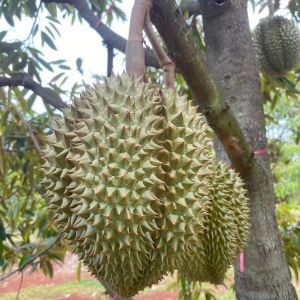 ทุเรียน ทุเรียนหมอนทอง ขนาด1.6-2 kg. เนื้อหวานมันอร่อย กรอบนอกนุ่มใน จัดส่งทั้งลูก