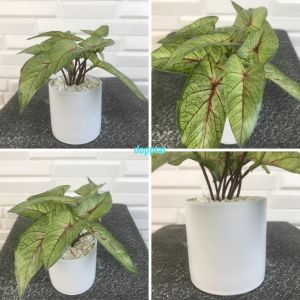 Tanaman Hias Mini Daun Peperomia Aglonema Calladium Plastik Artificial Pot Keramik Putih Pajangan Dekorasi Ruangan Meja Aesthetic