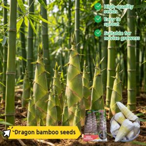Dragon bamboo seeds 60pcs/pack Legit Seeds (Fast Growing Seeds) 100% Original Seeds Fresh Non GMO Delicious Juicy Easy To Grow Plants seed High-quality seeds yield high-yielding seeds