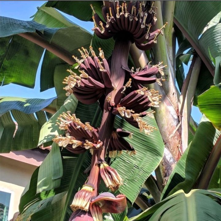 Pokok Pisang Merah - Red Banana seedling plant- RED BANANA | Lazada