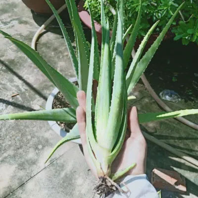 Cây giống nha đam Mỹ 15- 20cm (cây trưởng thành cho bẹ cực to) lá dày to