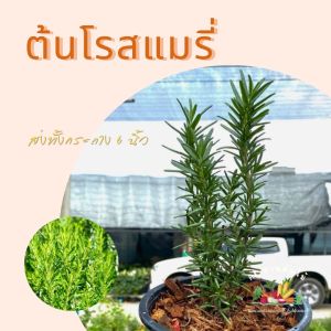 ต้นโรสแมรี่ จำนวน 1 ส่งพร้อมกระถาง ขนาด 6 นิ้ว สูง 20-30 เซนติเมตร ผักสวนครัว ผักสวนครัวปลูกง่าย ผักสวนครัวพร้อมปลูก ผักออร์แกนิก