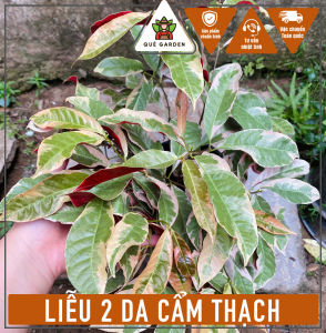 Cây Liễu 2 Da Cẩm Thạch - Tổng thể tầm 40-50 cm - Thích nghi nắng cho sân vườn công trình!