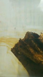 Daun Ketapang laut olahan fermentasi 5kg