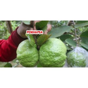 Bibit Jambu Kristal Non Biji Kondisi Sudah Berbuah