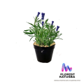 tanaman Lavender english lavandula asli daun harum. 