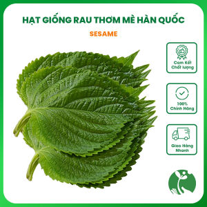 Hạt giống lá Mè Hàn Quốc (lá Vừng lá Nhíp) Gói 0.5gr