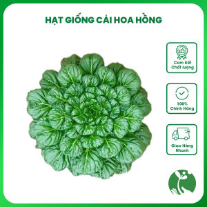 Hạt giống rau Cải Hoa Hồng gói 2gr (Trồng quanh năm)