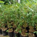 Bibit Pohon Bambu Kuning Mini Murah. 
